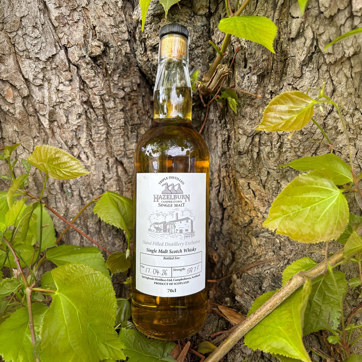 Hazelburn 2026 Hand Filled Distillery Exclusive Single Malt Whisky