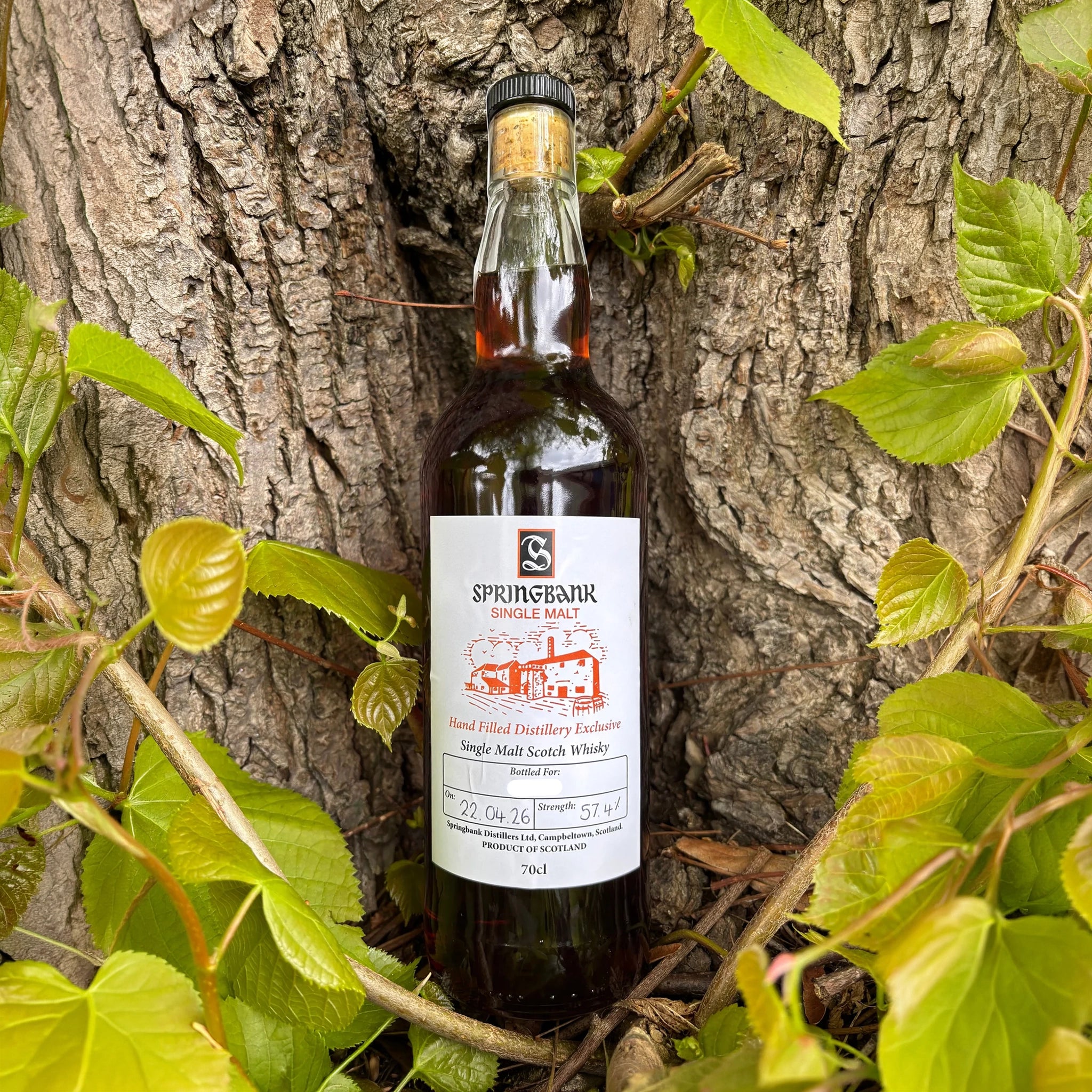 Buy Springbank 2026 Hand Filled Distillery Exclusive Single Malt Whisky ...