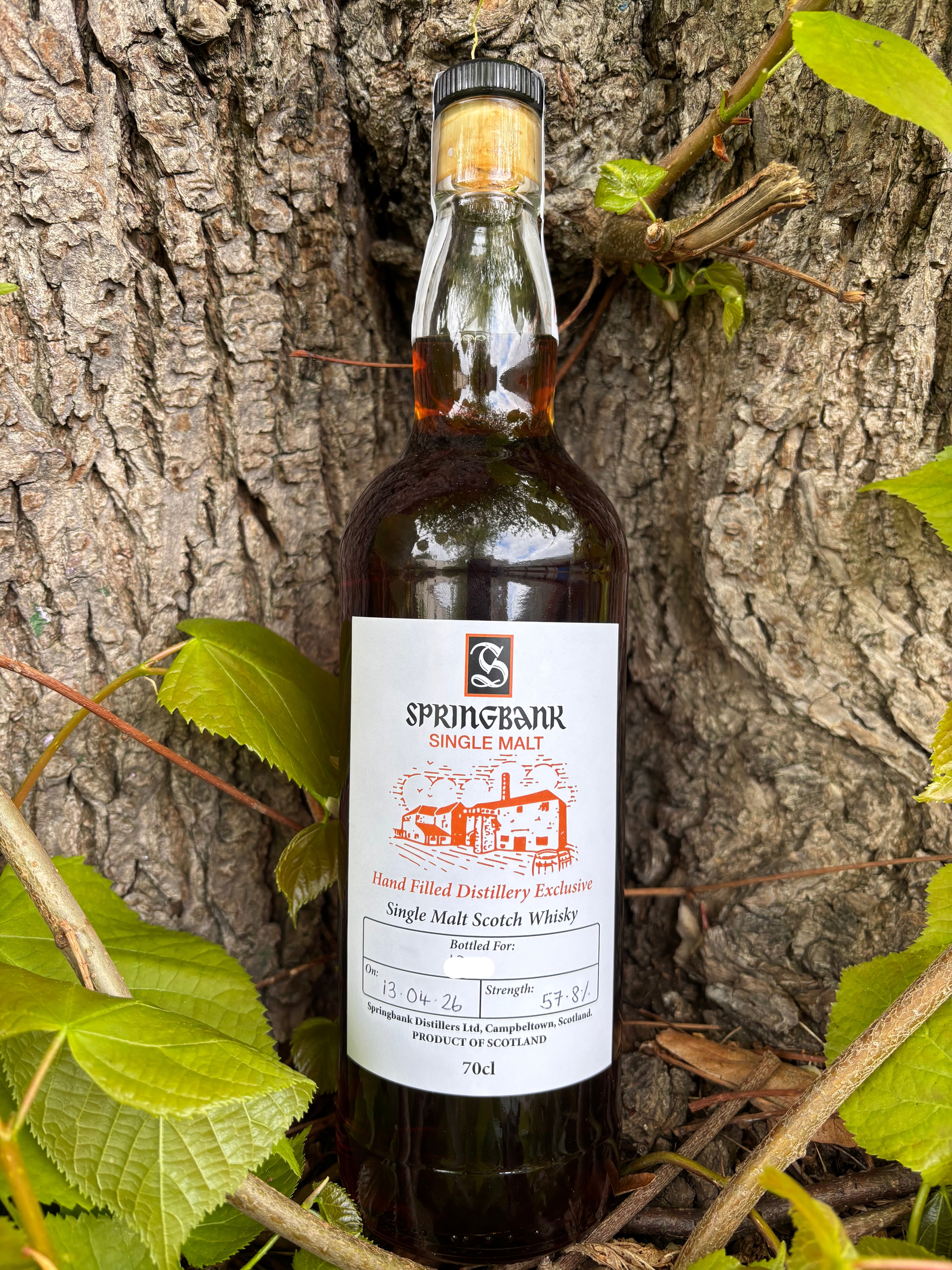 Buy Springbank 2026 Hand Filled Distillery Exclusive Single Malt