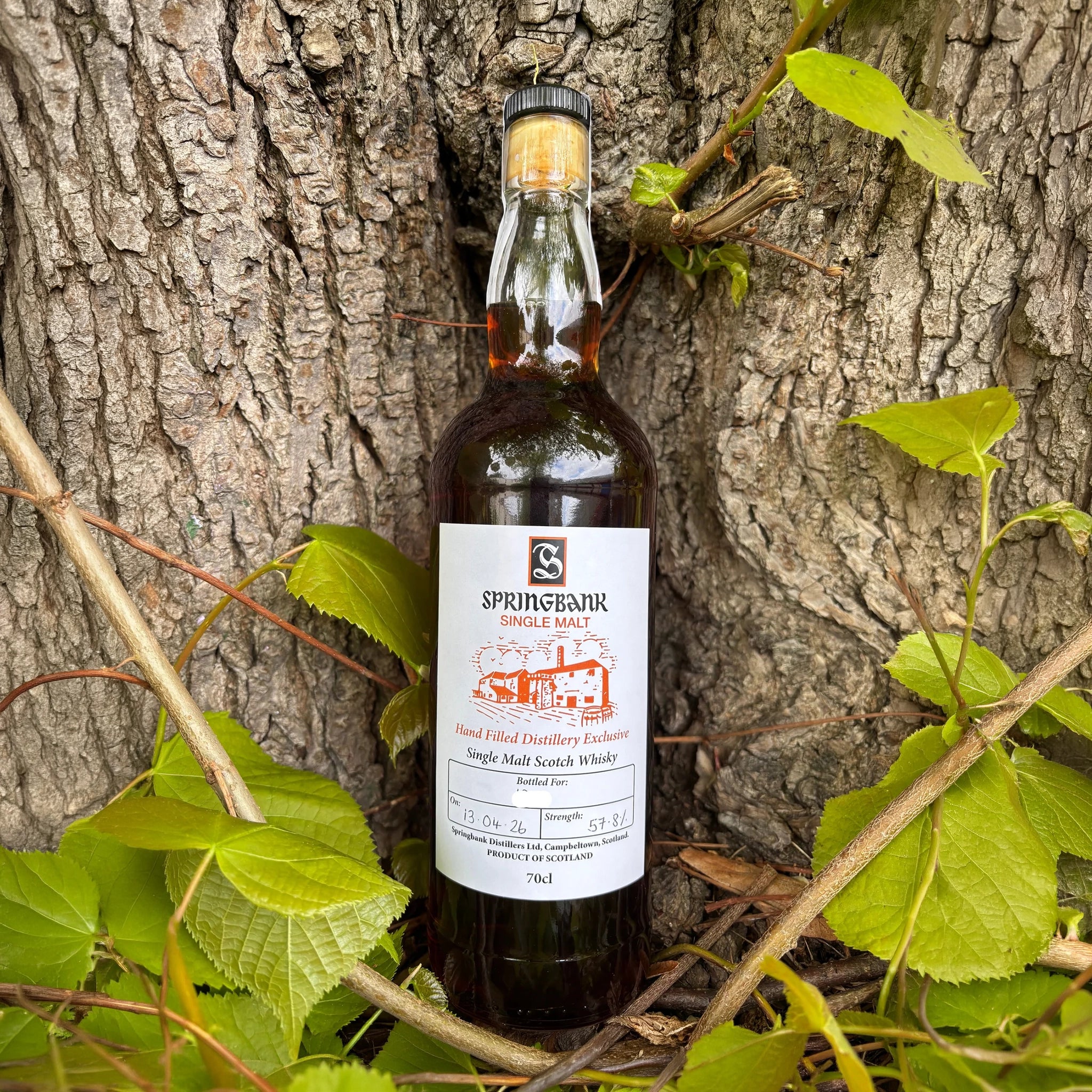 Buy Springbank 2026 Hand Filled Distillery Exclusive Single Malt Whisky ...